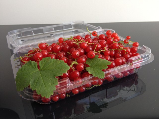 Trồng[-]Ribes[-]rubrum[-](nho[-]đỏ)[-]trị[-]rối[-]loạn[-]tiền[-]mãn[-]kinh